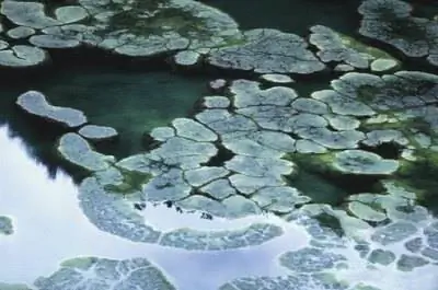 Убивает ли соль водоросли?