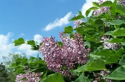 Как избавиться от плесени на кусте сирени