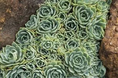 Как разделить суккуленты