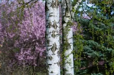 Как посадить куст березы