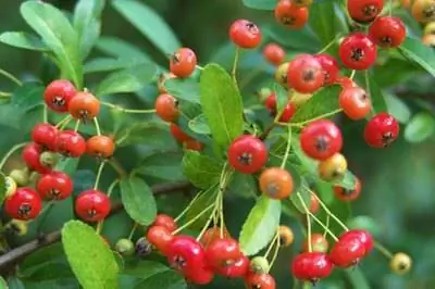 Виды красных ягодных деревьев