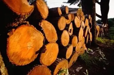 Список времени сушки дров