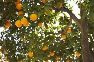 Как собирают апельсины?