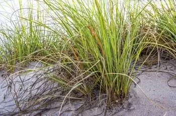 Beach Dune Grass (морской овес)