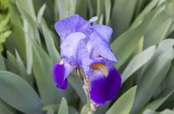 Ирис германский