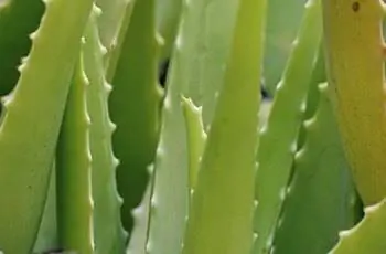 Алоэвера, Алоэ Вера