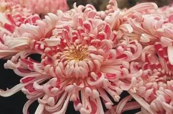 Цветущий георгин