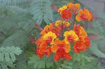 Красная райская птица