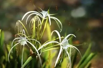 Цветок белой паучьей лилии - Hymenocallislittoralis, фон боке