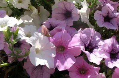 Идеи программы Garden Club