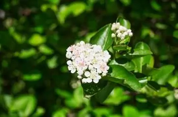 Ветка цветов черноплодной рябины весной