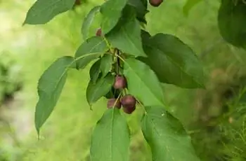Маленькая ягода на ветке, на открытом воздухе, избирательный фокус