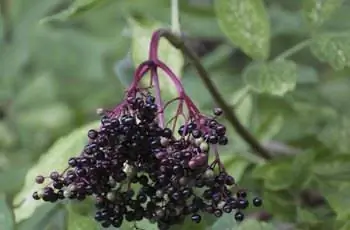 Гроздь ягод на черной бузине.