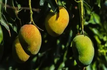 Крупным планом вид манго на дереве.