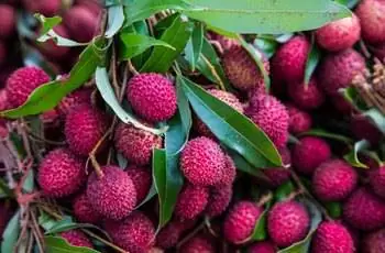 Спелые личи готовы к сбору урожая.