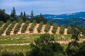 Оливковый сад в долине Сонома, Калифорния.