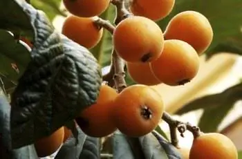 Дерево мушмула с фруктами, готовыми к употреблению.