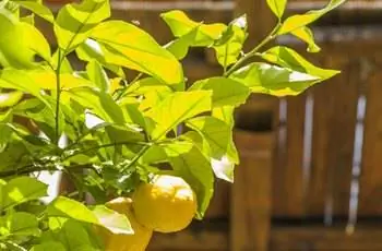 Созревающие лимоны еще на дереве.