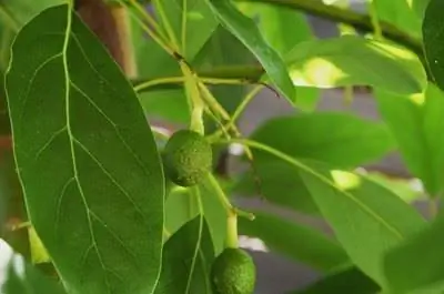 Вечнозеленые фруктовые деревья