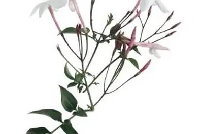 Цветы, символизирующие благодать