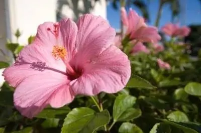 Классификация Hibiscus Sinensis