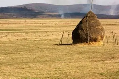 Как ухаживать за сгоревшей травой