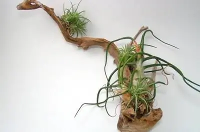 Эпифитные растения Флориды