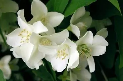 Какие растения родом из Индии?