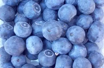 Лучшие кусты черники в Мичигане
