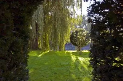 Лучшие семена трав для выращивания в тени