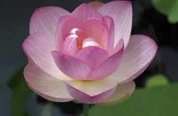 Священный лотос: Nelumbo nucifera.