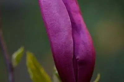 Лучшие деревья магнолии