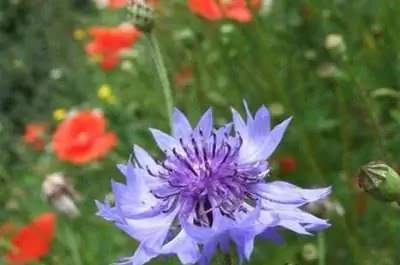 Когда применять Milky Spore