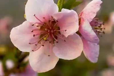 Как вырастить персиковое дерево в Тусоне