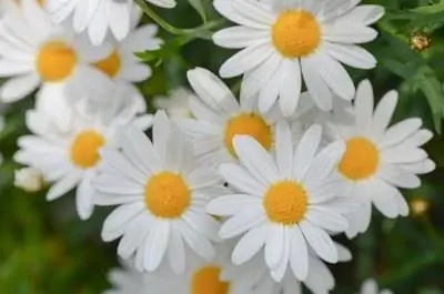 Когда обрезать ромашки Шаста