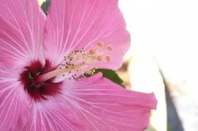 Что означает Роза Саронская?