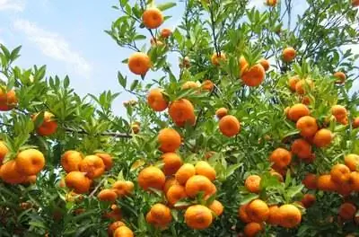 В чем разница между рощей и фруктовым садом?