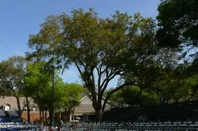 Виды живых дубов