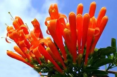 Вьющиеся растения, устойчивые к оленям