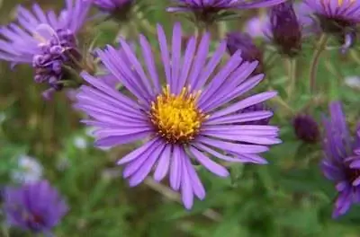 Список местных диких цветов Теннесси