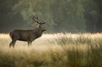 Олень благородный (Cervus elaphus)