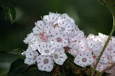 Native Shrubs & Кусты в Мэриленде