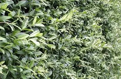 Вечнозеленые растения для живой изгороди в Вашингтоне