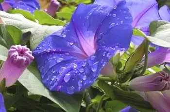 Цветок ипомеи с каплями воды.