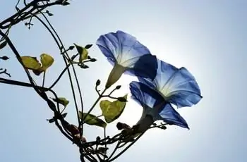 Pharbitis rubro-caerulea на фоне неба. Цветочные головки небесно-голубого цвета. Однолетняя лиана высотой до 5 м с очень крупными (до 10 см в диаметре)