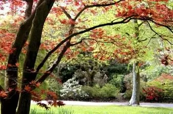 Изображение красных листьев японского клена (acer palmatum 'atropurpureum')