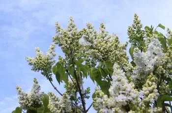 Изображение белых сиреневых цветов (Syringa vulgaris) на фоне неба