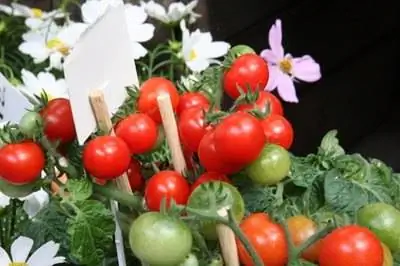 Рекомендуемые растения томатов для Северного Техаса