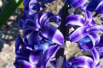 Цветы, которые означают сожаление