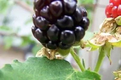 Как вырастить кусты ежевики в Миннесоте